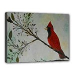 Sweet Red Cardinal Canvas 16  x 12  (Framed)