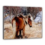 Pretty Pony Canvas 20  x 16  (Framed)