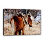 Pretty Pony Canvas 18  x 12  (Framed)