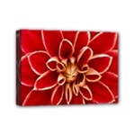 Red Dahila Mini Canvas 7  x 5  (Framed)