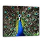 Peacock Bird Feathers Pheasant Nature Animal Texture Pattern Canvas 20  x 16  (Stretched)