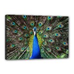 Peacock Bird Feathers Pheasant Nature Animal Texture Pattern Canvas 18  x 12  (Stretched)