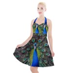 Peacock Bird Feathers Pheasant Nature Animal Texture Pattern Halter Party Swing Dress 