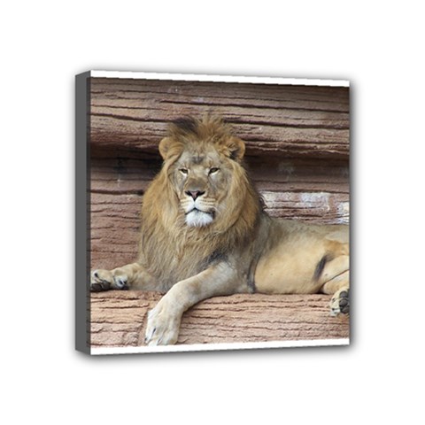 Lion Mini Canvas 4  x 4  (Stretched) from ZippyPress