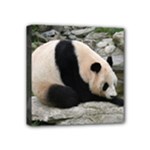 Giant Panda Mini Canvas 4  x 4  (Stretched)