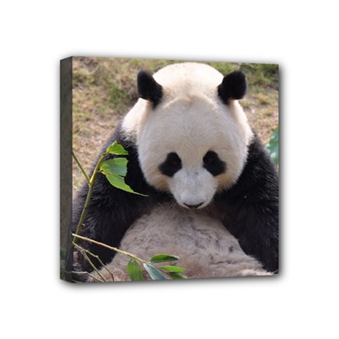 Big Panda Mini Canvas 4  x 4  (Stretched) from ZippyPress
