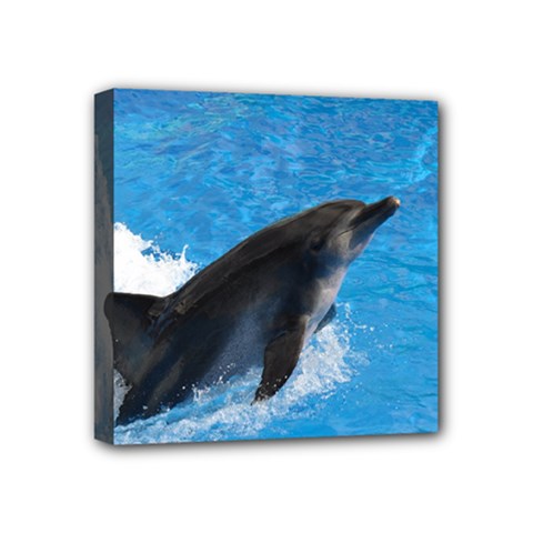 Swimming Dolphin Mini Canvas 4  x 4  (Stretched) from ZippyPress