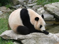 giant panda water