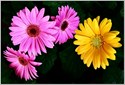 gerbera flowers photo
