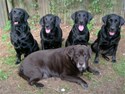LabradorRetrievers