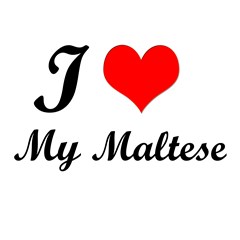love my maltese