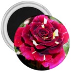 Rose 1 3  Magnet