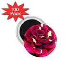 Rose 1 1.75  Magnet (100 pack) 
