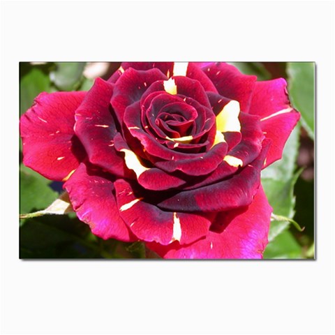 Rose 1 Postcards 5  x 7  (Pkg of 10) from ZippyPress Front