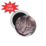 Cat vinni-van 1.75  Magnet (100 pack) 