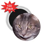 Cat vinni-van 2.25  Magnet (100 pack) 