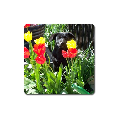 Black GSD Pup Magnet (Square) from ZippyPress Front