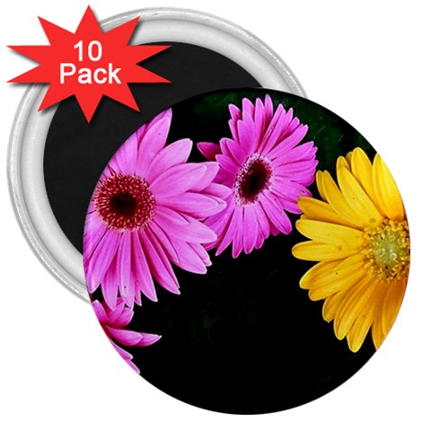 gerbera flowers photo 3  Magnet (10 pack) from ZippyPress Front