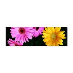 gerbera flowers photo Sticker (Bumper)