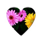 gerbera flowers photo Magnet (Heart)