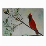Sweet Red Cardinal Postcards 5  x 7  (10 Pack)