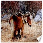 Pretty Pony Canvas 16  x 16  (Unframed)