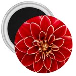 Red Dahila 3  Button Magnet