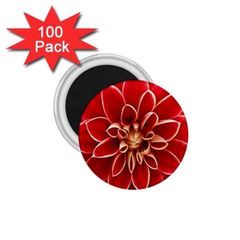 Red Dahila 1.75  Button Magnet (100 pack) from ZippyPress Front