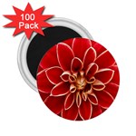 Red Dahila 2.25  Button Magnet (100 pack)