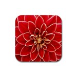 Red Dahila Drink Coasters 4 Pack (Square)