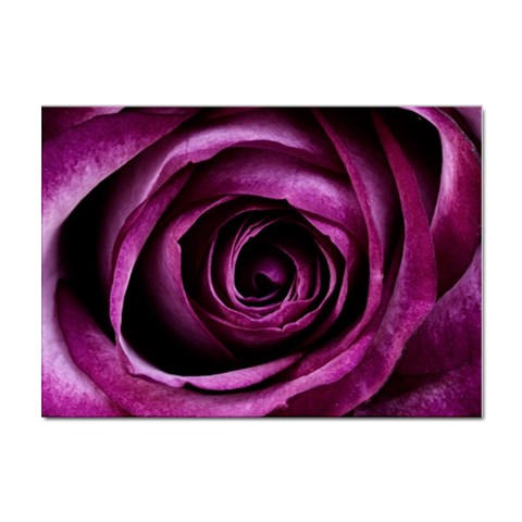 Deep Purple Rose A4 Sticker 10 Pack from ZippyPress Front