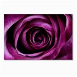 Deep Purple Rose Postcards 5  x 7  (10 Pack)