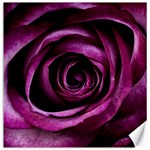 Deep Purple Rose Canvas 12  x 12  (Unframed)