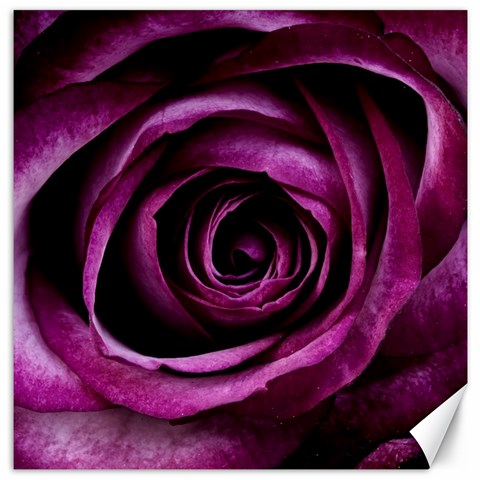 Deep Purple Rose Canvas 20  x 20  (Unframed) from ZippyPress 19 x19.27  Canvas - 1