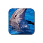 bottlenose-dolphin-picture-2-480 Rubber Coaster (Square)