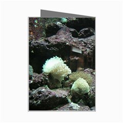 beautifulcoral Mini Greeting Card from ZippyPress Right