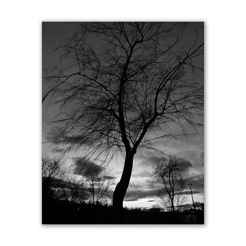 Tree BW Poster 16  x 20  from ZippyPress Front
