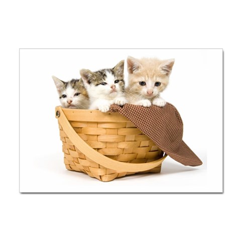 Kittens in a basket Sticker A4 (10 pack) from ZippyPress Front