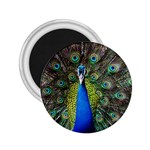 Peacock Bird Feathers Pheasant Nature Animal Texture Pattern 2.25  Magnets