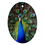 Peacock Bird Feathers Pheasant Nature Animal Texture Pattern Ornament (Oval)