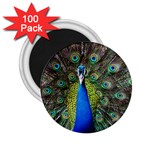 Peacock Bird Feathers Pheasant Nature Animal Texture Pattern 2.25  Magnets (100 pack) 