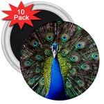 Peacock Bird Feathers Pheasant Nature Animal Texture Pattern 3  Magnets (10 pack) 