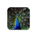 Peacock Bird Feathers Pheasant Nature Animal Texture Pattern Rubber Square Coaster (4 pack)