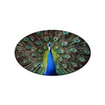 Peacock Bird Feathers Pheasant Nature Animal Texture Pattern Sticker (Oval)