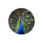 Peacock Bird Feathers Pheasant Nature Animal Texture Pattern Magnet 3  (Round)