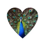 Peacock Bird Feathers Pheasant Nature Animal Texture Pattern Heart Magnet