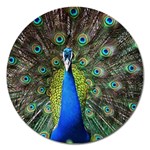 Peacock Bird Feathers Pheasant Nature Animal Texture Pattern Magnet 5  (Round)