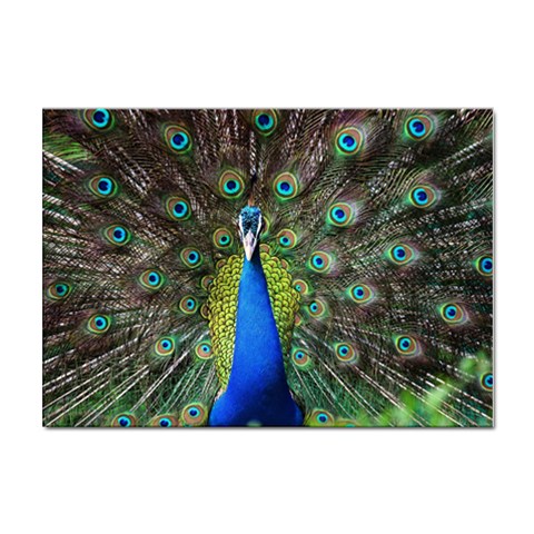 Peacock Bird Feathers Pheasant Nature Animal Texture Pattern Sticker A4 (100 pack) from ZippyPress Front