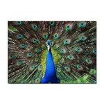 Peacock Bird Feathers Pheasant Nature Animal Texture Pattern Sticker A4 (100 pack)