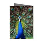 Peacock Bird Feathers Pheasant Nature Animal Texture Pattern Mini Greeting Cards (Pkg of 8)